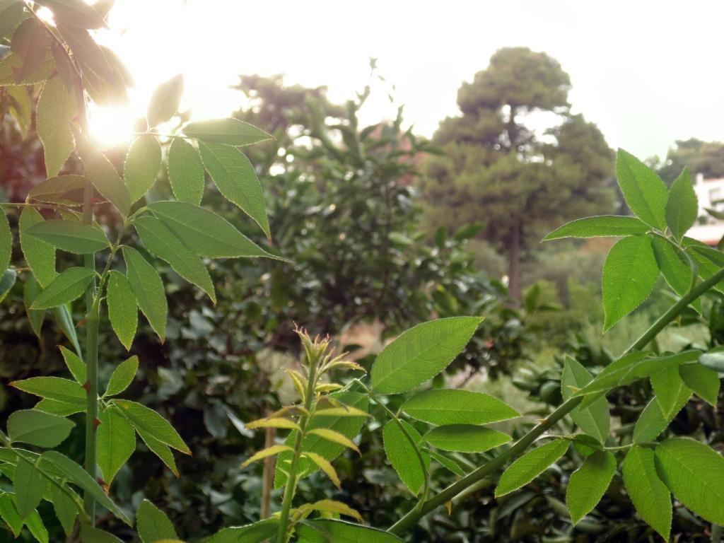 Villa Melini Patitírion Rum bild